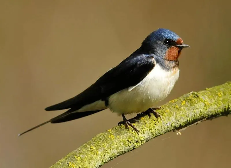 Jaskółka w Wiedźminie 3: Gdzie znajdziesz recepturę i komponenty?